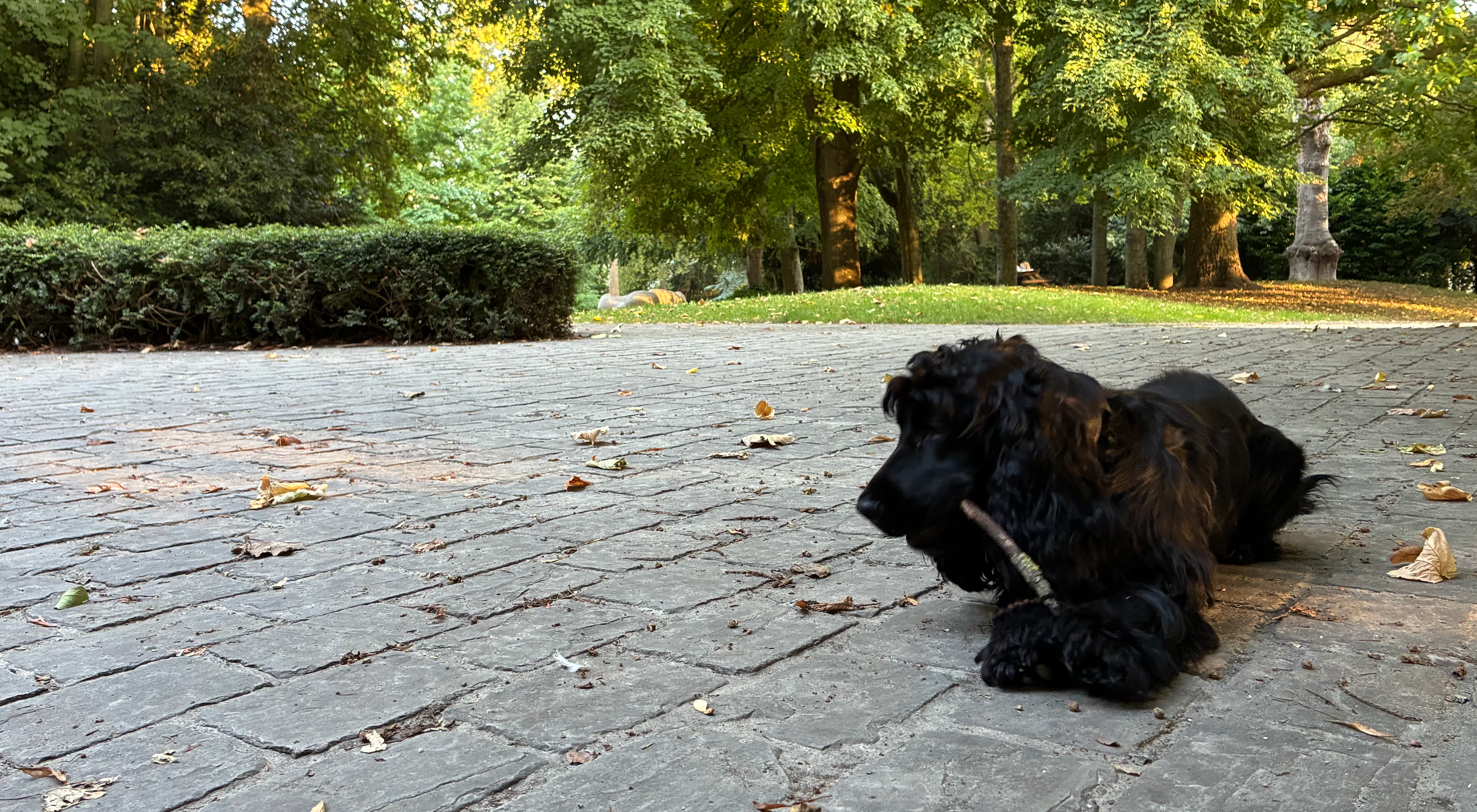 Waarom jouw Cocker zo dol is op apporteren (en wat dat zegt over zijn ras)
