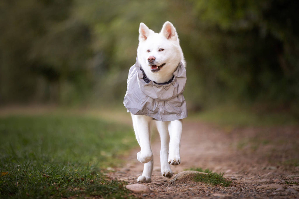 Hiking Hi-Vis Waterproof Dog Coat – Croci