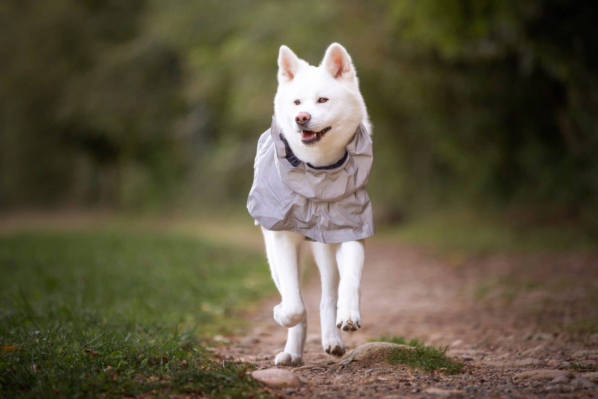 Hiking Hi-Vis Waterproof Dog Coat – Croci