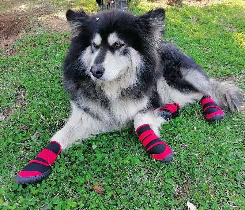 Paws & Son™ Active - hondenlaarsjes / slofjes