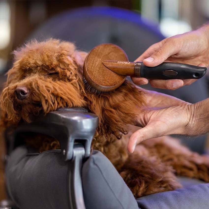 Barbershop Slicker Brush for Dogs – Croci